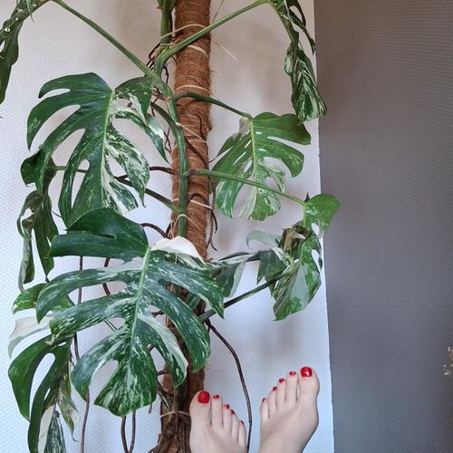 Monstera_deliciosa MYM