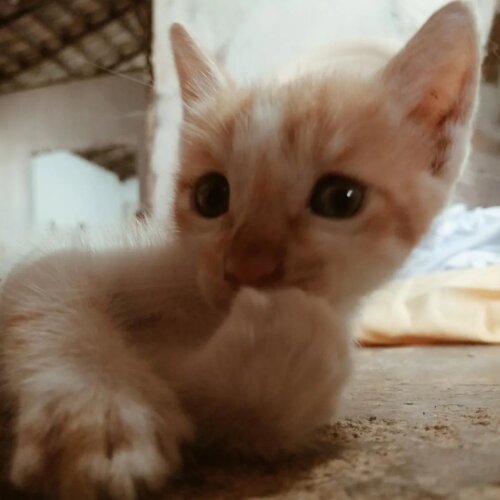 Chichi2 MYM