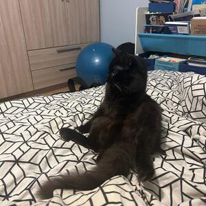 Catlover mym