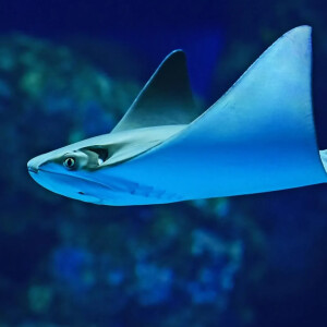 Colin_le_poisson_chat mym