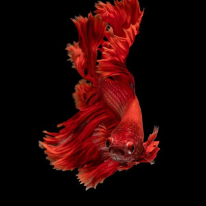 Colin_le_poisson_chat mym