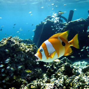 Colin_le_poisson_chat mym