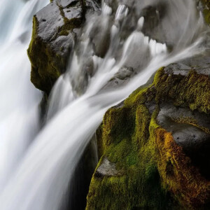 Colin_le_poisson_chat mym