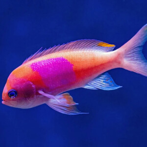 Colin_le_poisson_chat mym