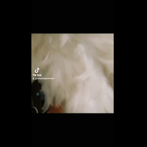 Couple_loquitos_sex mym
