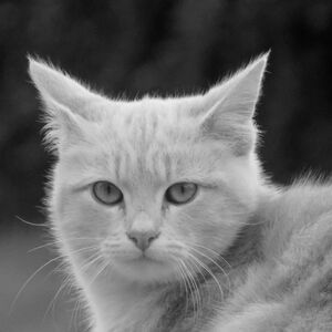 D_photo mym