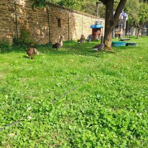 Duck_mom mym