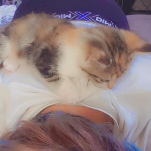 Fox_and_bunny mym