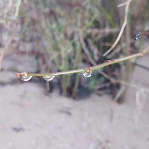Just_nature mym