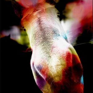 La_boucle_des_molliers mym