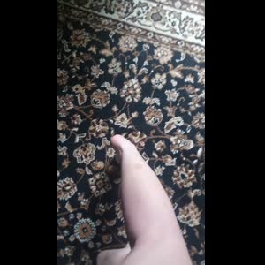 La_petite_brebis mym