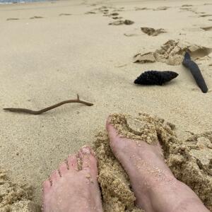 Landiforniafeet mym