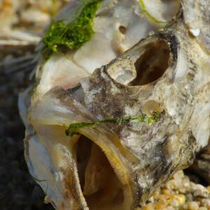 Landsand_sea mym