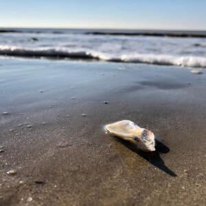 Landsand_sea mym