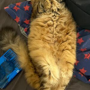 Nala_queen mym