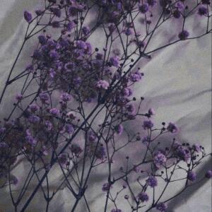 Purpleorchid mym