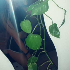 Slxtty_sxphie mym