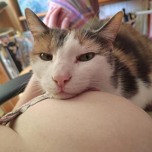 Timide_coquine mym