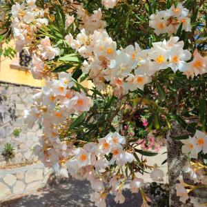 Wildfloweravanic mym